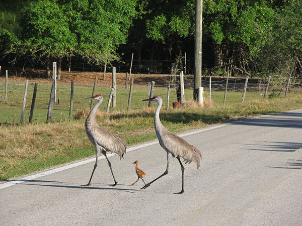 Những giống chim lạ Animals-cranes