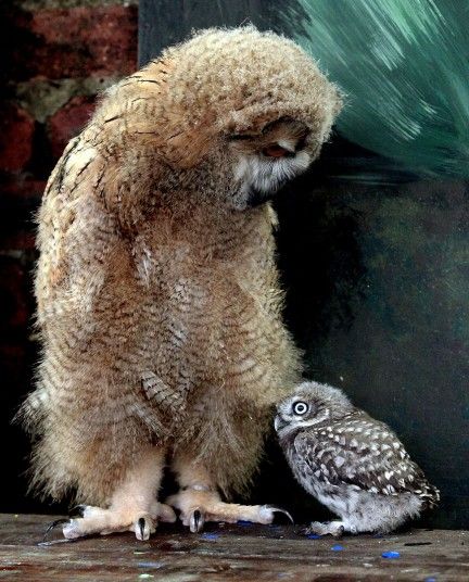 Những giống chim lạ Birds-Altia-a-7-week-old-Siberian-Eagle-Owl-the-largest-species-of-owl-in-the-world-meets-Powys-a-5-week-old-Little-Owl.-The-pair-are-being-raised-at-The-Scottish-Owl-Centre