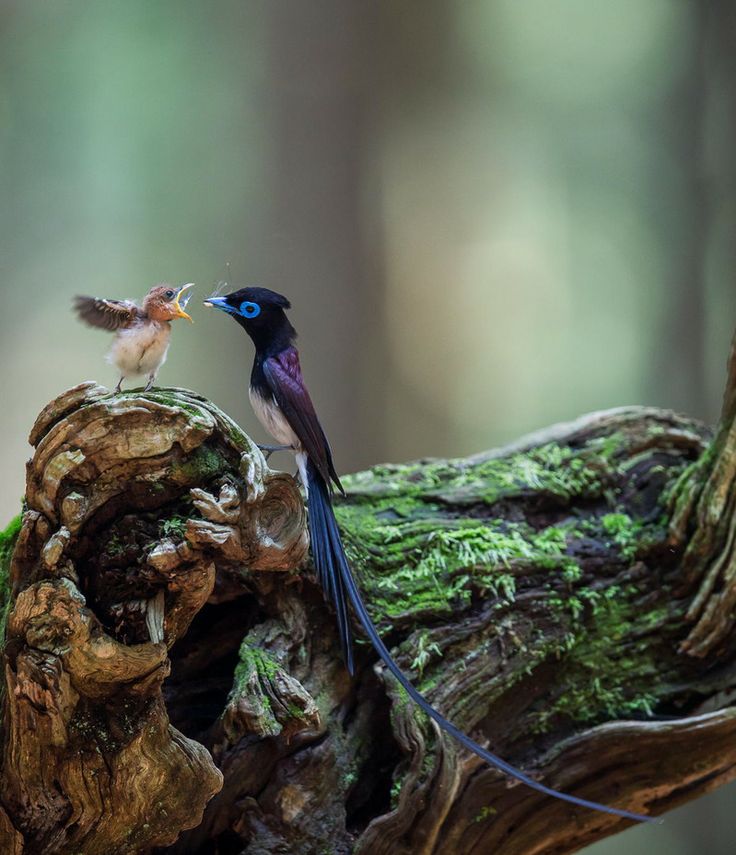 Những giống chim lạ Birds-Japanese-Paradise-Flycatcher-father-and-baby