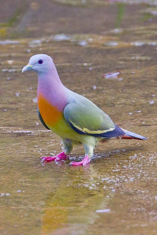 Những giống chim lạ Birds-The-Pink-necked-Green-Pigeon-is-NOT-photoshopped.-It-is-found-in-Southern-Asia.