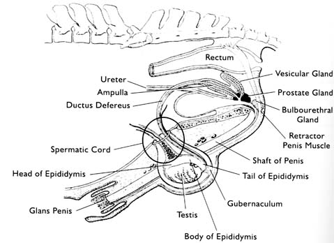 anatomy of horse بالصور Hdfig5c