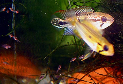 Apistogramma Agassizi  Agrmpwf2