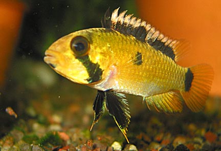 Apistogramma Atahualpa  Atfwf