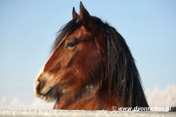 ontwikeling van de wintervacht. IMG_1724