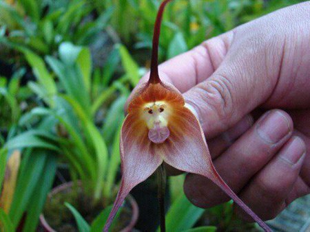 Un tipo de orquídea que se parece a la cara de un mono (Fotogaleria) Orquidea_macaco1