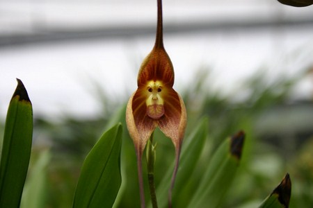 Un tipo de orquídea que se parece a la cara de un mono (Fotogaleria) Orquidea_macaco2