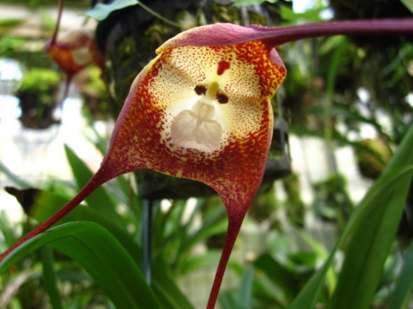 Un tipo de orquídea que se parece a la cara de un mono (Fotogaleria) Orquidea_macaco4-e1353281996906