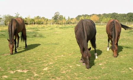 débourreur éthologique marine et lola. G23vqftcfpngudvekd26