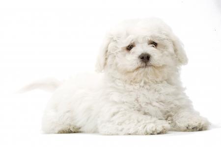 Le bichon à poil frisé Taaaxh6d9hbwfxr2ityl