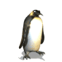 موسوعة اكسسوارااات للردود على المواضيع  - صفحة 9 Pinguin