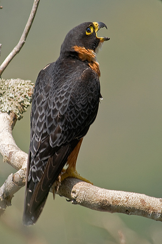 Falconiformes. sub Falconidae - sub fam Falconinae - gênero Falco - Página 2 Falco_deiroleucus-05