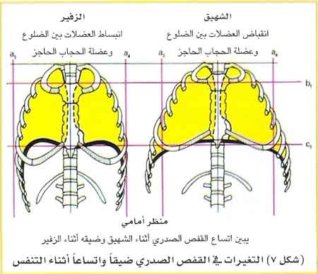 ضيق الصدر والتصعد في السماء 1-7