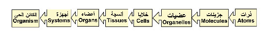 مفهوم تسلسل التركيب الكيميائي للكائنات الحية 3-1