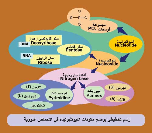 مفهوم تسلسل التركيب الكيميائي للكائنات الحية 3-12