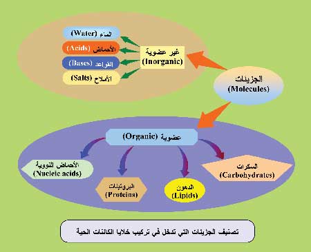 مفهوم تسلسل التركيب الكيميائي للكائنات الحية 3-2