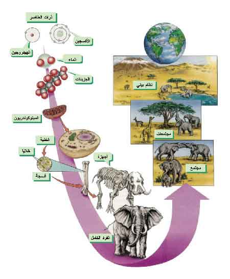 مفهوم تسلسل التركيب الكيميائي للكائنات الحية 3-3