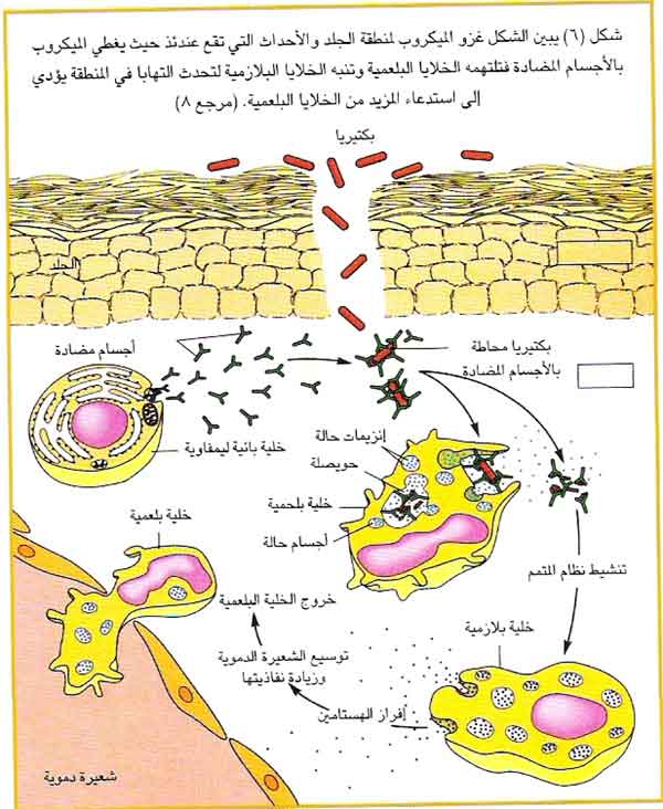 صناعة الاجسام المضادة للامراض 2-6