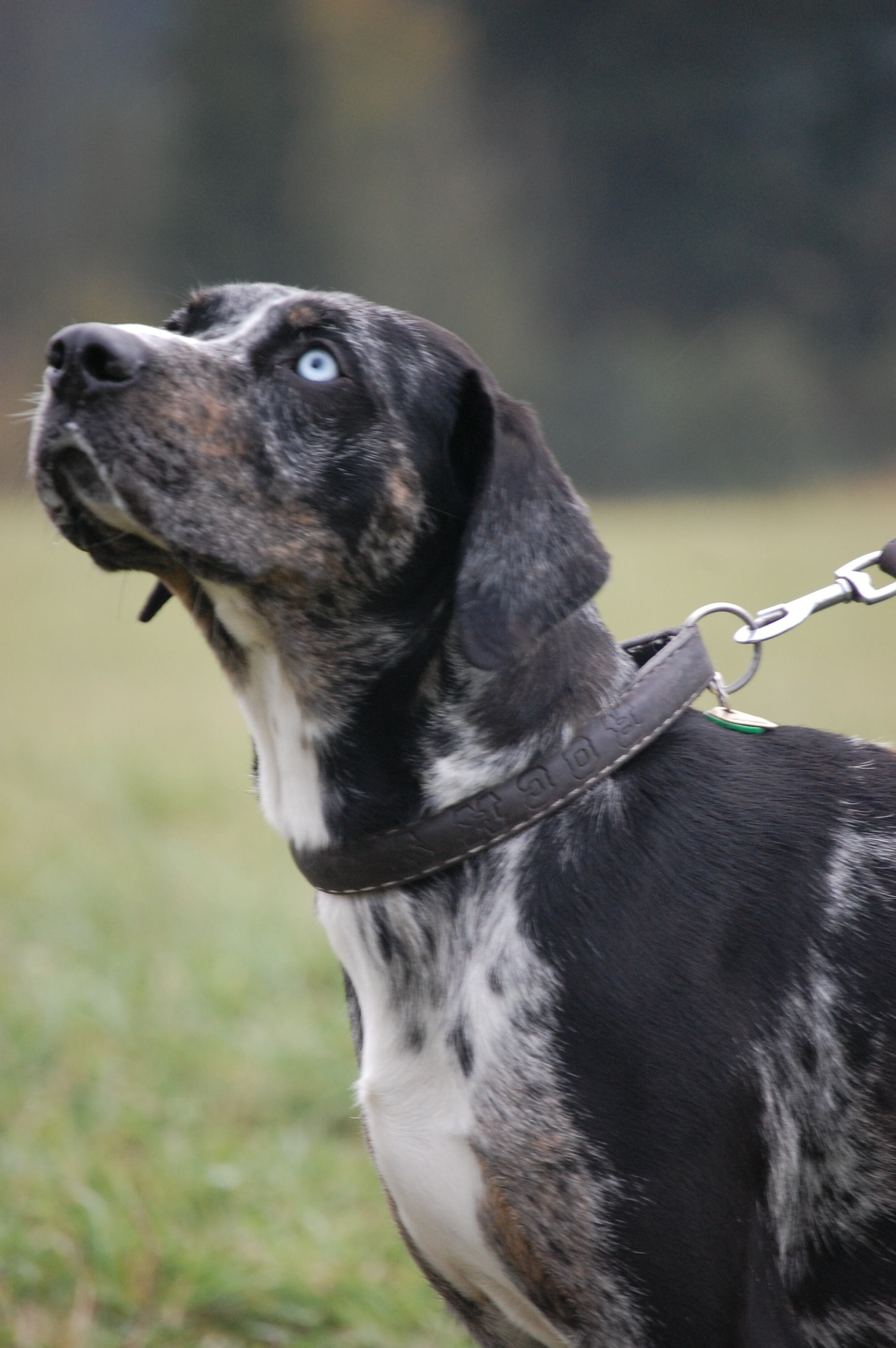 Le CATAHOULA LEOPARD DOG Blue-Leopard-Catahoula