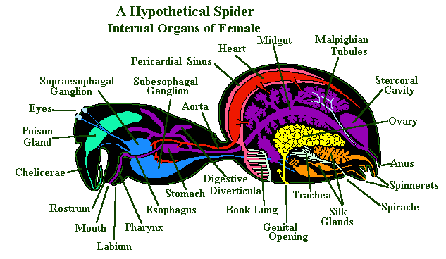 RUBRICA SUGLI ARTROPODI Spider-guts