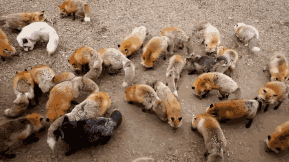 Japan’s Fox Village Is The Cutest Place On Earth Zao-fox-village-japan-37