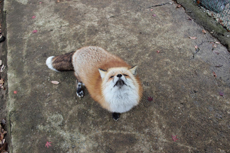 Japan’s Fox Village Is The Cutest Place On Earth Zao-fox-village-japan-7