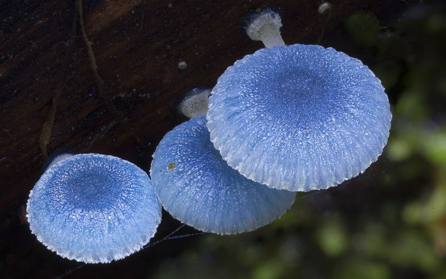 Enter A Magical World Full Of Australian Mushrooms By Steve Axford Mushroom-photography-steve-axford-101