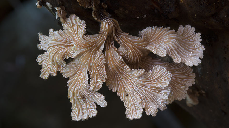 Enter A Magical World Full Of Australian Mushrooms By Steve Axford Mushroom-photography-steve-axford-110