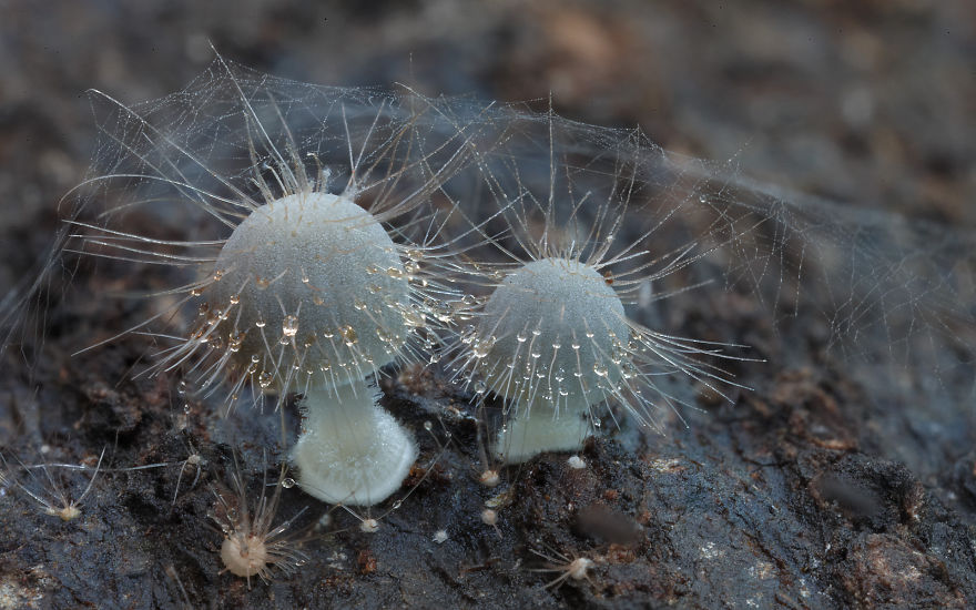 Enter A Magical World Full Of Australian Mushrooms By Steve Axford Mushroom-photography-steve-axford-121