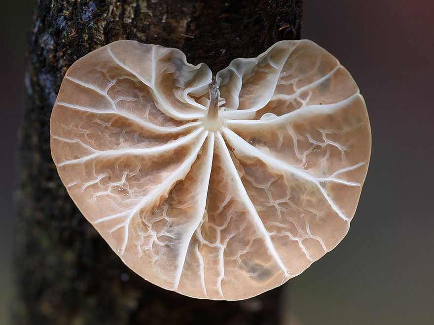 Enter A Magical World Full Of Australian Mushrooms By Steve Axford Mushroom-photography-steve-axford-131