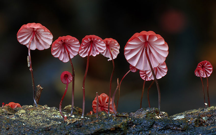 Enter A Magical World Full Of Australian Mushrooms By Steve Axford Mushroom-photography-steve-axford-151