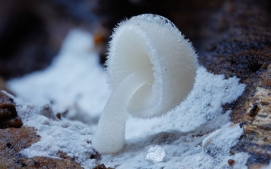 Enter A Magical World Full Of Australian Mushrooms By Steve Axford Mushroom-photography-steve-axford-171