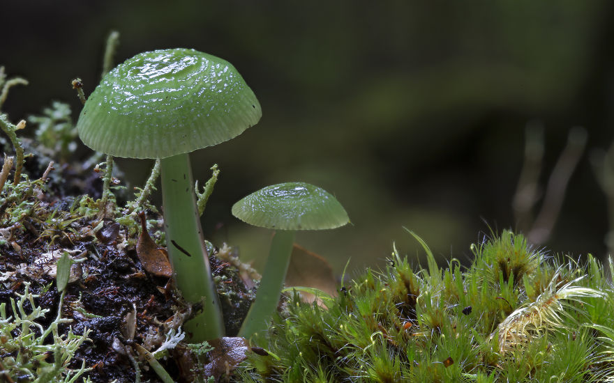 Enter A Magical World Full Of Australian Mushrooms By Steve Axford Mushroom-photography-steve-axford-201