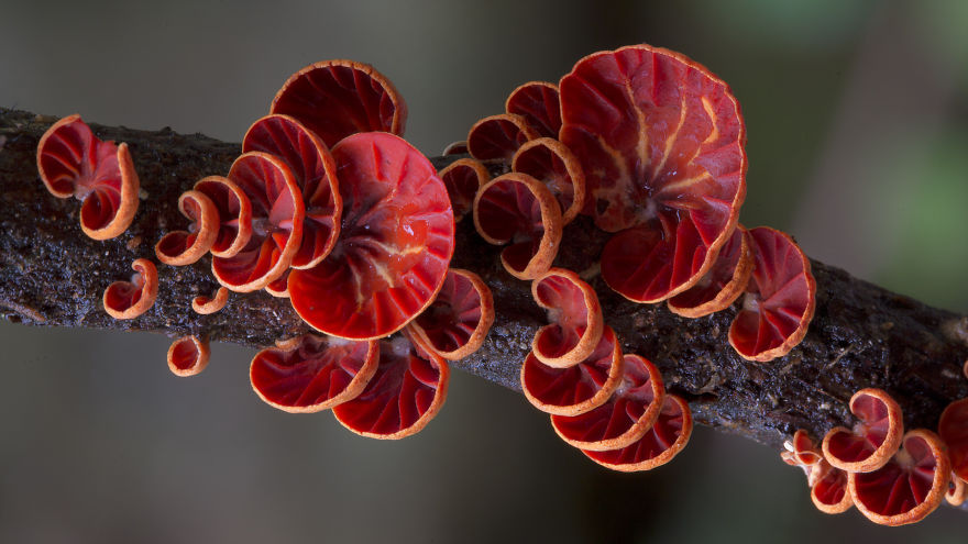 Enter A Magical World Full Of Australian Mushrooms By Steve Axford Mushroom-photography-steve-axford-210