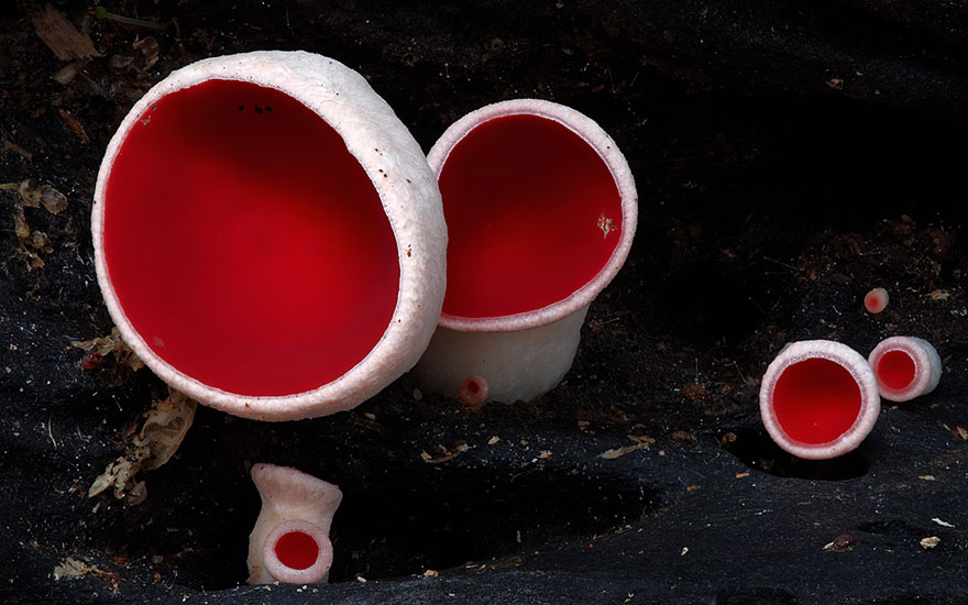 Enter A Magical World Full Of Australian Mushrooms By Steve Axford Mushroom-photography-steve-axford-211