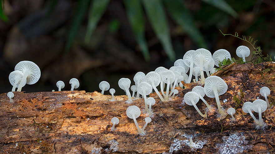 Enter A Magical World Full Of Australian Mushrooms By Steve Axford Mushroom-photography-steve-axford-221