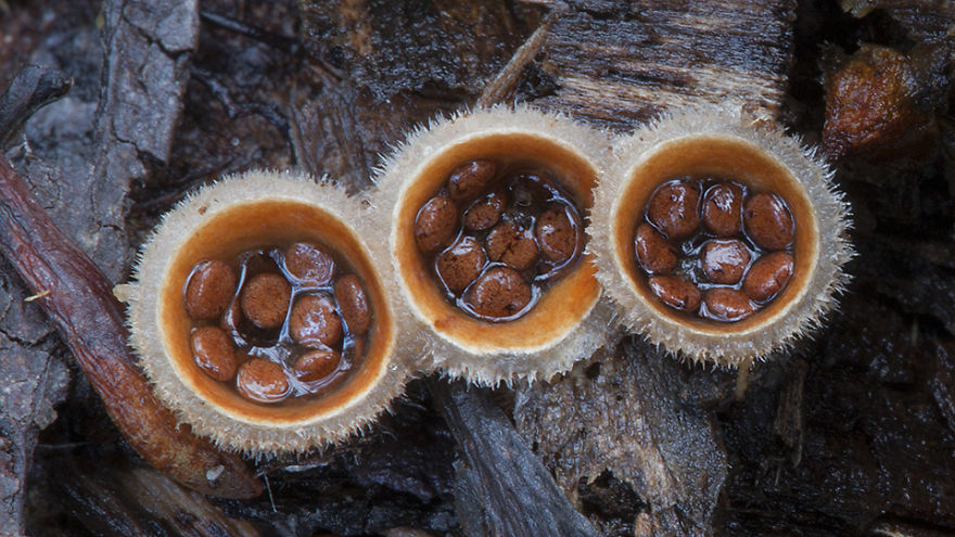 Enter A Magical World Full Of Australian Mushrooms By Steve Axford Mushroom-photography-steve-axford-231