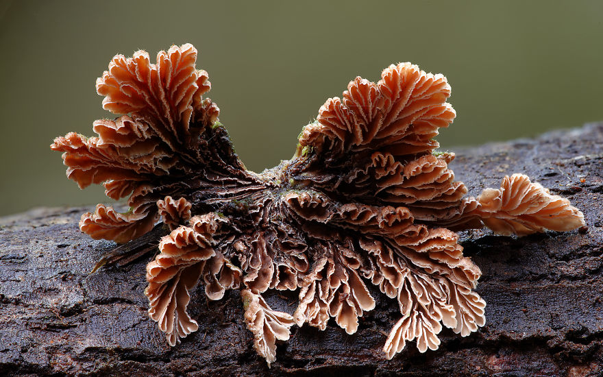 Enter A Magical World Full Of Australian Mushrooms By Steve Axford Mushroom-photography-steve-axford-241