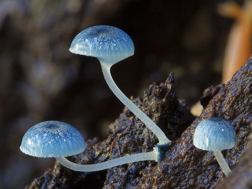 Enter A Magical World Full Of Australian Mushrooms By Steve Axford Mushroom-photography-steve-axford-310