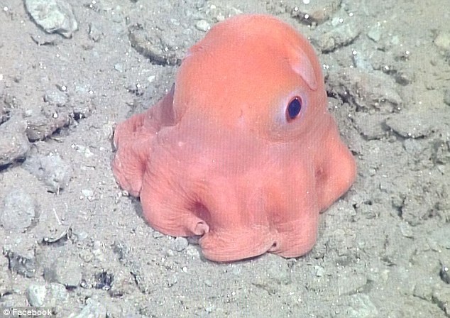 New Big-Eyed Pink Octopus Discovered Is So Cute Scientists May Name It ‘ADORABILIS’ Octopus-adorabilis