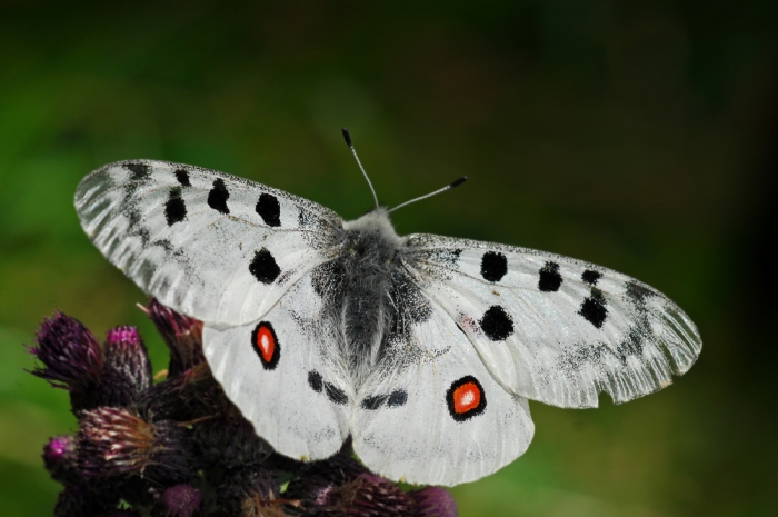 كولكشن فراش :)  	 Apollo-europa-butterflies_2_28312