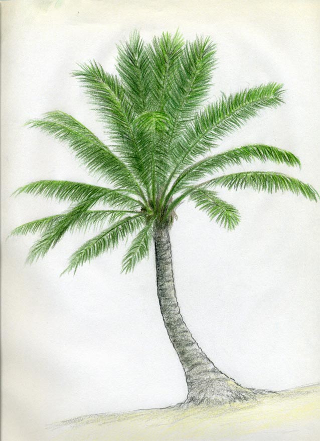 تعليم الرسم للأطفال: Draw-palm-trees10