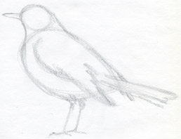 عصفور How-to-draw-a-bird02s