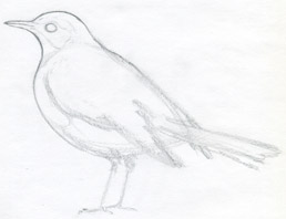 عصفور How-to-draw-a-bird03s