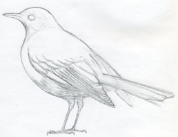 عصفور How-to-draw-a-bird04s