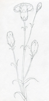 خطوات رسم ورد القرنفل بالألوان الخشبية How-to-draw-carnation18s