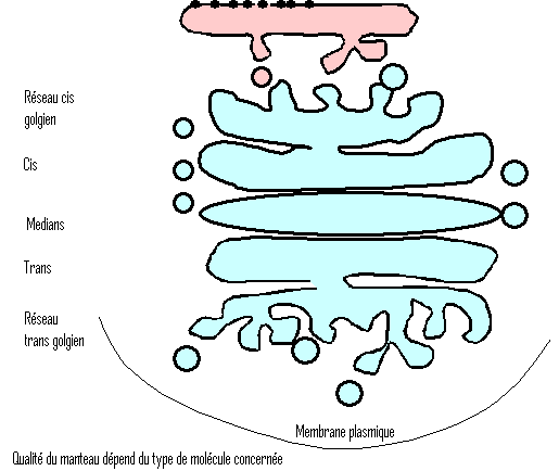 MODULE : BIOLOGIE CELLULAIRE L'appareil de Golgi Image007.201062603518