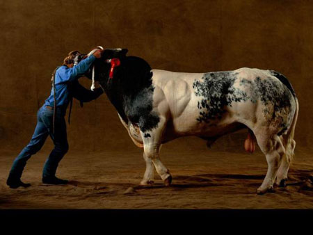 البقره الخارقه Supercow03