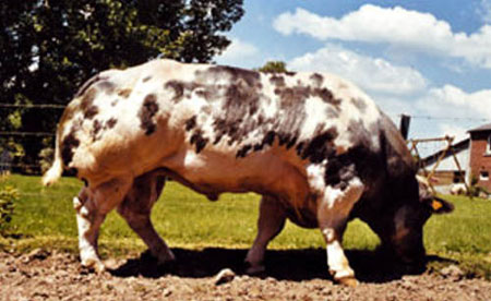 البقره الخارقه Supercow01