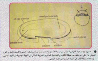 الإعجاز الطبي في أحاديث الرسول  صلى الله عليه وسلم  عن عجب الذنب Eg6-2