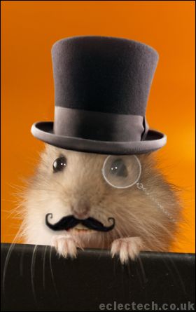 Funny Pics. Posh-hamster